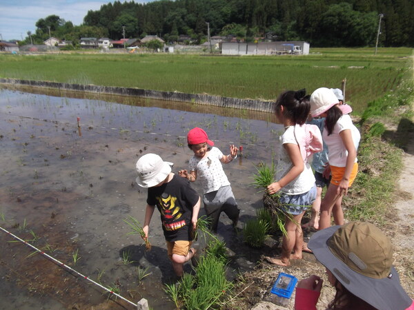 田植え体験田植え01.JPG