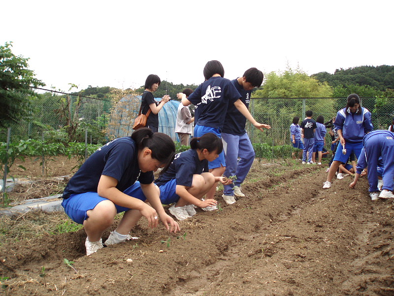 大豆の苗植え.jpg