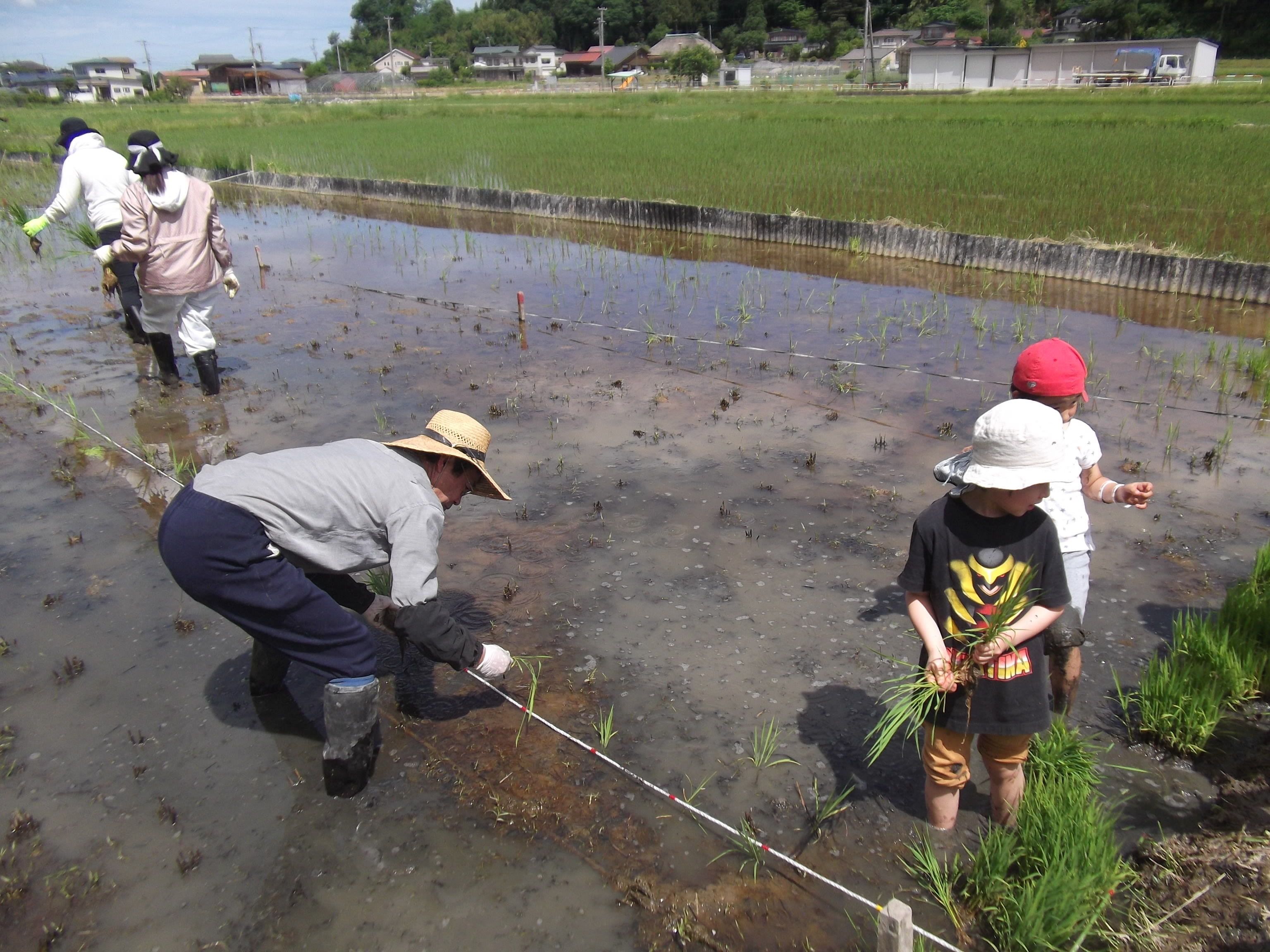 田植え体験田植え02.JPG