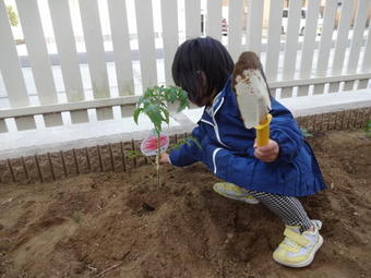 野菜の苗植え付け体験.JPG